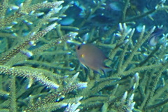 Pycnochromis amboinensis