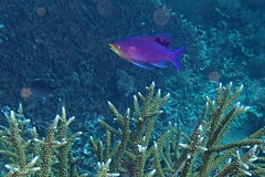 Mirolabrichthys tuka