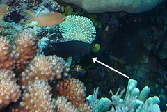 Pomacentrus brachialis