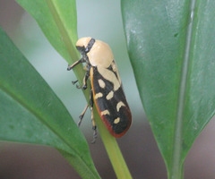 Phymatostetha rufolimbata