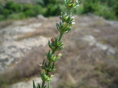 Hyssopus officinalis