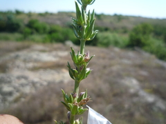 Hyssopus officinalis
