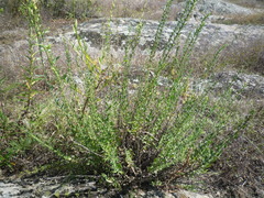 Hyssopus officinalis