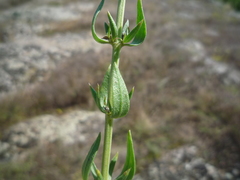 Hyssopus officinalis