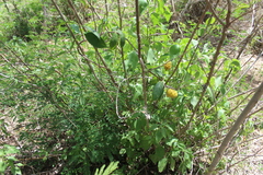 Morinda royoc