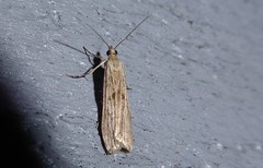 Eudonia atmogramma