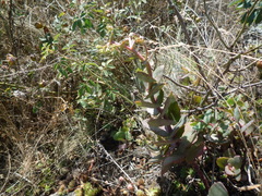 Hylotelephium maximum ruprechtii