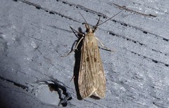 Eudonia atmogramma