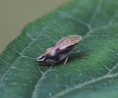 Clovia