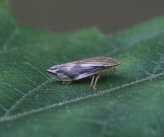 Clovia