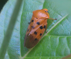 Cosmoscarta septempunctata