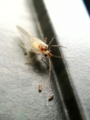 Stenopsocus immaculatus