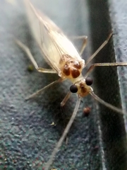 Stenopsocus immaculatus