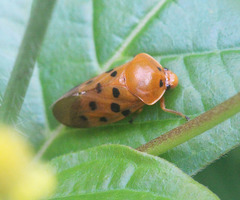 Cosmoscarta septempunctata