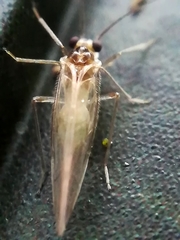 Stenopsocus immaculatus