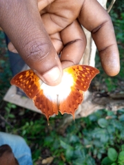 Charaxes varanes vologeses