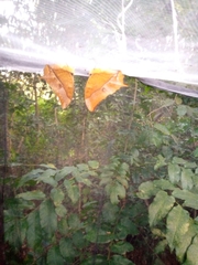 Charaxes varanes vologeses