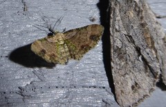 Chloroclystis sphragitis