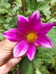 Dahlia tenuicaulis