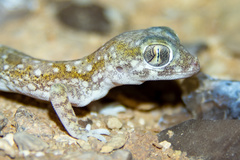 Stenodactylus mauritanicus
