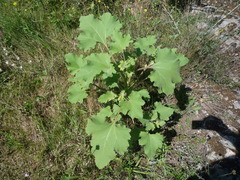 Xanthium orientale riparium
