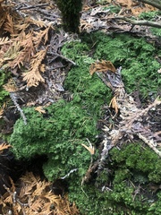 Bilimbia sabuletorum