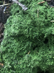 Bilimbia sabuletorum