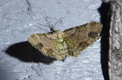 Chloroclystis sphragitis