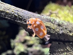 Calvia quindecimguttata