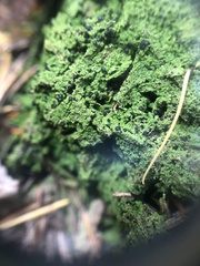 Bilimbia sabuletorum