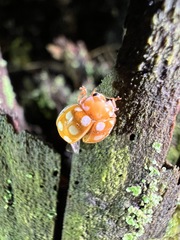 Calvia quindecimguttata