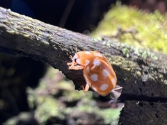 Calvia quindecimguttata