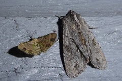 Chloroclystis sphragitis