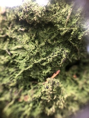 Bilimbia sabuletorum