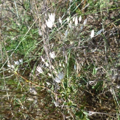 Allium inaequale