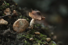 Mallocybe fuscomarginata