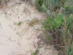 Vaseyochloa multinervosa