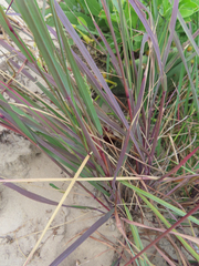Vaseyochloa multinervosa