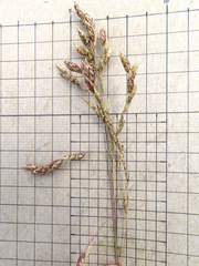 Vaseyochloa multinervosa