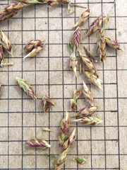 Vaseyochloa multinervosa