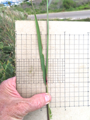 Vaseyochloa multinervosa