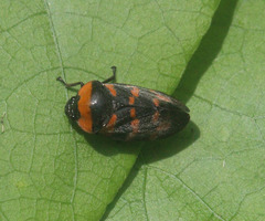 Cosmoscarta dimidiata