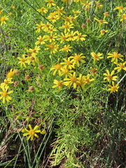 Senecio riddellii