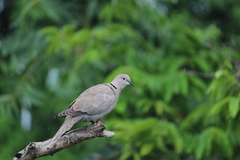 Streptopelia decaocto