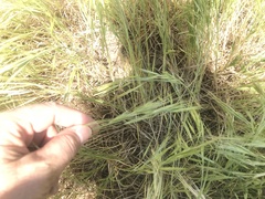 Bromus rigidus