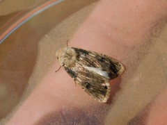 Agrotis puta