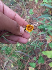 Calochortus barbatus