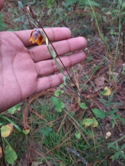 Calochortus barbatus