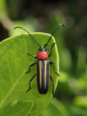 Mannophorus laetus
