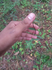 Calochortus barbatus